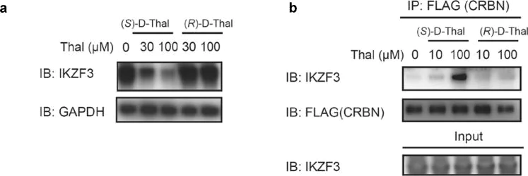 Western blot - Anti-IKZF3 antibody [EPR9342(B)] (AB139408)