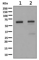 Western blot - Anti-IKZF3 antibody [EPR9343(B)] - BSA and Azide free (AB224283)
