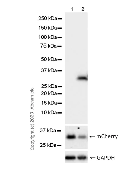 Western blot - Anti-IKZF3 Degron tag antibody [1C3] - BSA and Azide free (AB269478)