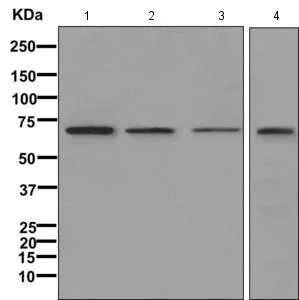 Western blot - Anti-IKZF4 antibody [EPR11804] - BSA and Azide free (AB249622)