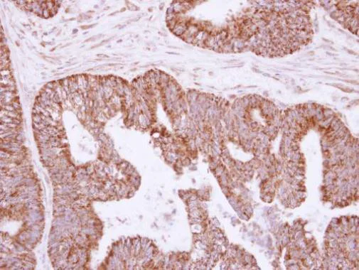 Immunohistochemistry (Formalin/PFA-fixed paraffin-embedded sections) - Anti-IL-1 alpha antibody (AB227482)