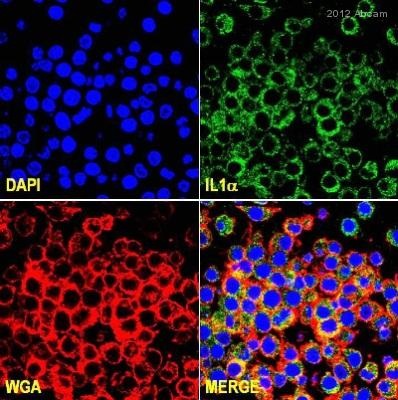 Immunocytochemistry/ Immunofluorescence - Anti-IL-1 alpha antibody (AB7632)