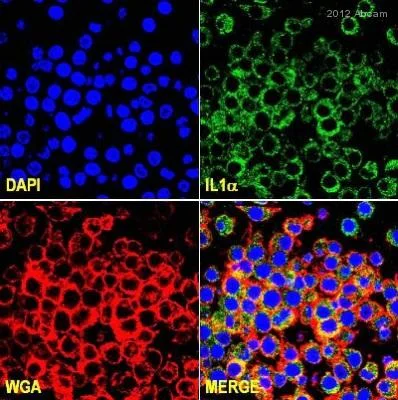 Immunocytochemistry/ Immunofluorescence - Anti-IL-1 alpha antibody (AB7632)
