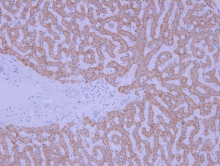 Immunohistochemistry (Formalin/PFA-fixed paraffin-embedded sections) - Anti-IL-1 alpha antibody (AB9614), expandable thumbnail