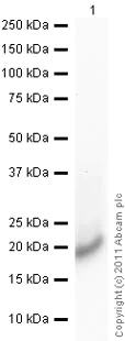 Western blot - Anti-IL-1 alpha antibody (AB9614)