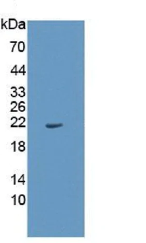 Western blot - Anti-IL-1 alpha antibody [C1] (AB239517)