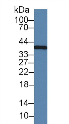 Western blot - Anti-IL-1 alpha antibody [C5] (AB239584), expandable thumbnail