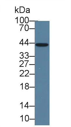 Western blot - Anti-IL-1 alpha antibody [C5] (AB239584)