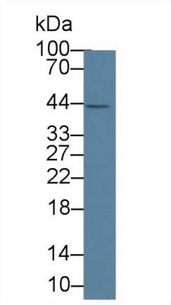 Western blot - Anti-IL-1 alpha antibody [C5] (AB239584), expandable thumbnail