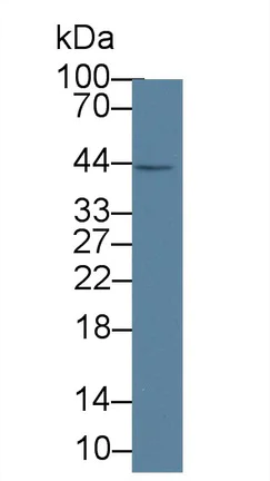 Western blot - Anti-IL-1 alpha antibody [C5] (AB239584)