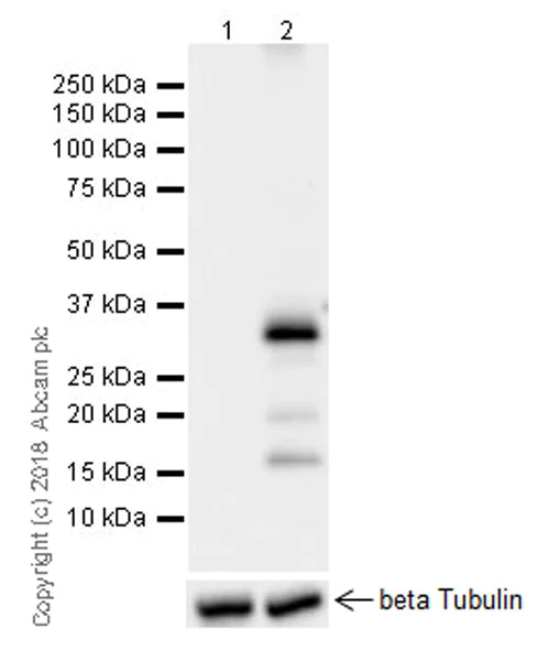 Western blot - Anti-IL-1 alpha antibody [EPR19904-247] (AB206410)