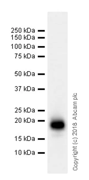 Western blot - Anti-IL-1 alpha antibody [EPR19904-247] (AB206410)