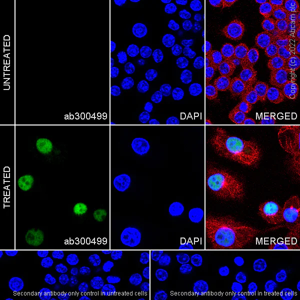 Immunocytochemistry/ Immunofluorescence - Anti-IL-1 alpha antibody [EPR25263-27] (AB300499)