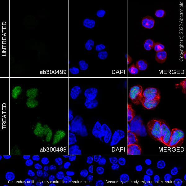 Immunocytochemistry/ Immunofluorescence - Anti-IL-1 alpha antibody [EPR25263-27] (AB300499)