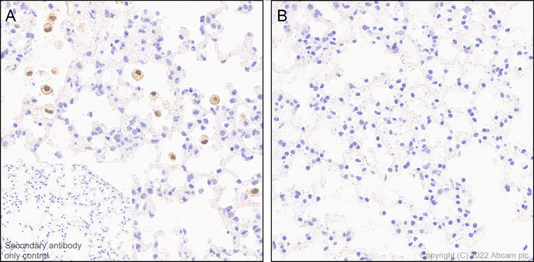 Immunohistochemistry (Formalin/PFA-fixed paraffin-embedded sections) - Anti-IL-1 alpha antibody [EPR25263-27] (AB300499)
