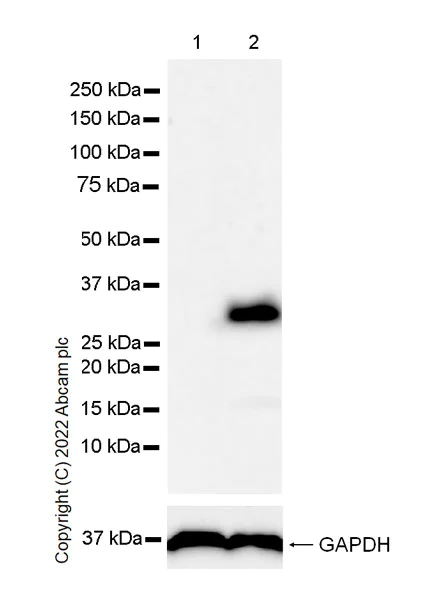 Western blot - Anti-IL-1 alpha antibody [EPR25263-27] (AB300499)