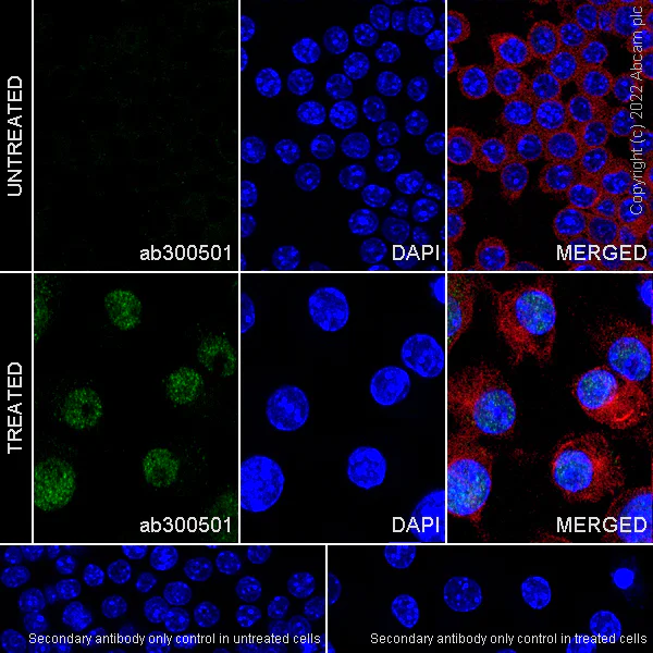 Immunocytochemistry/ Immunofluorescence - Anti-IL-1 alpha antibody [EPR25263-3] (AB300501)