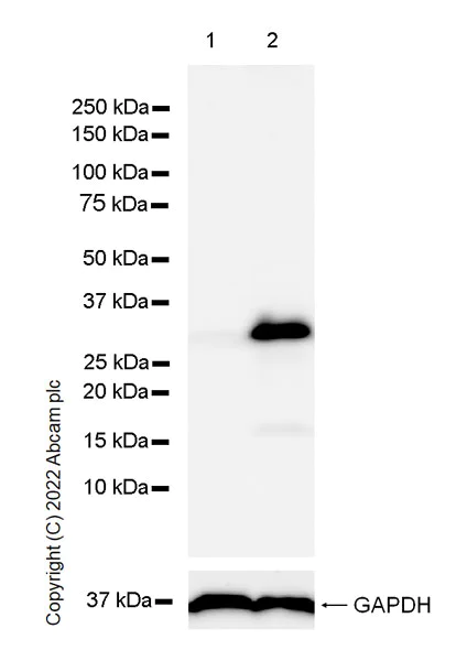 Western blot - Anti-IL-1 alpha antibody [EPR25263-3] (AB300501)