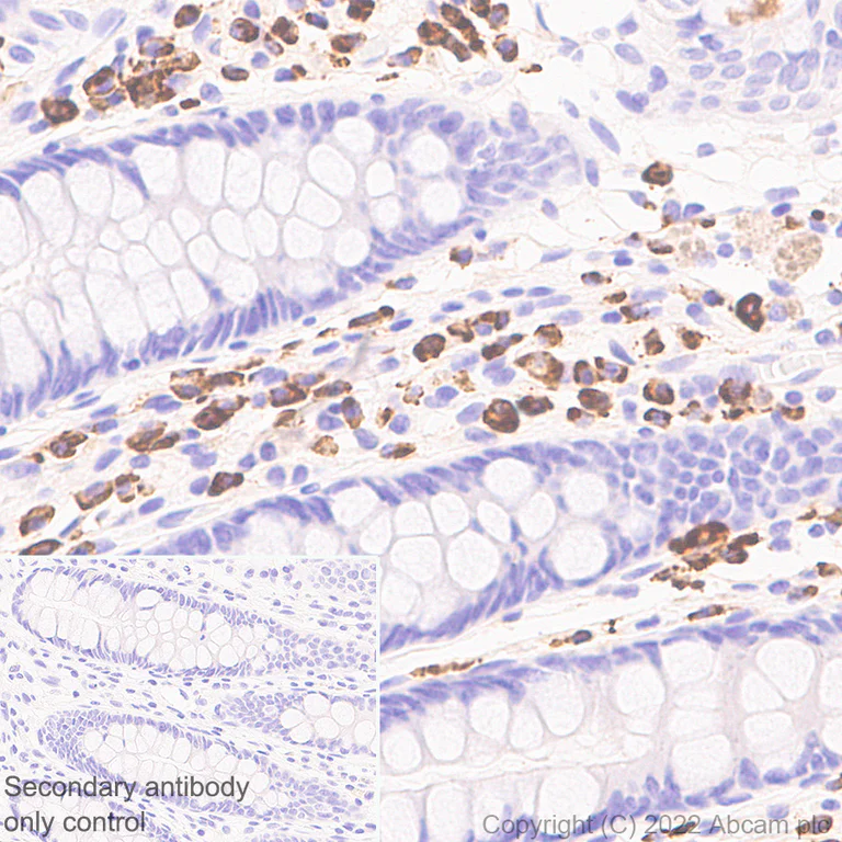 Immunohistochemistry (Formalin/PFA-fixed paraffin-embedded sections) - Anti-IL-1 alpha antibody [EPR25263-3] - BSA and Azide free (AB300502)
