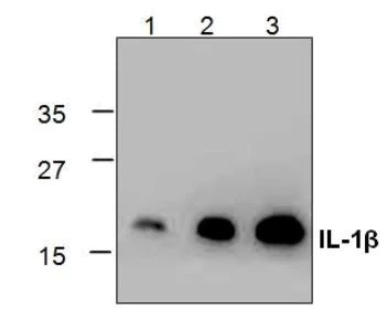 Western blot - Anti-IL-1 beta antibody (AB18955)