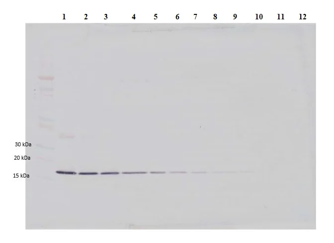 Western blot - Anti-IL-1 beta antibody (AB9722)