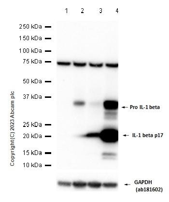 Western blot - Anti-IL-1 beta antibody [EPR16805-15] (AB234437), expandable thumbnail