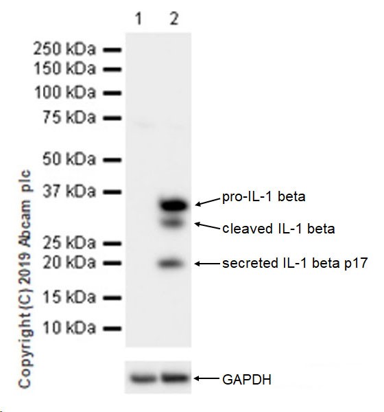 Western blot - Anti-IL-1 beta antibody [EPR16805-15] (AB234437), expandable thumbnail