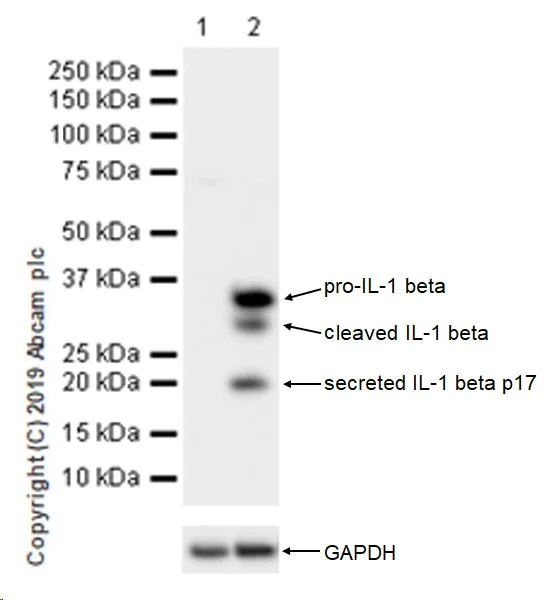 Western blot - Anti-IL-1 beta antibody [EPR16805-15] (AB234437)
