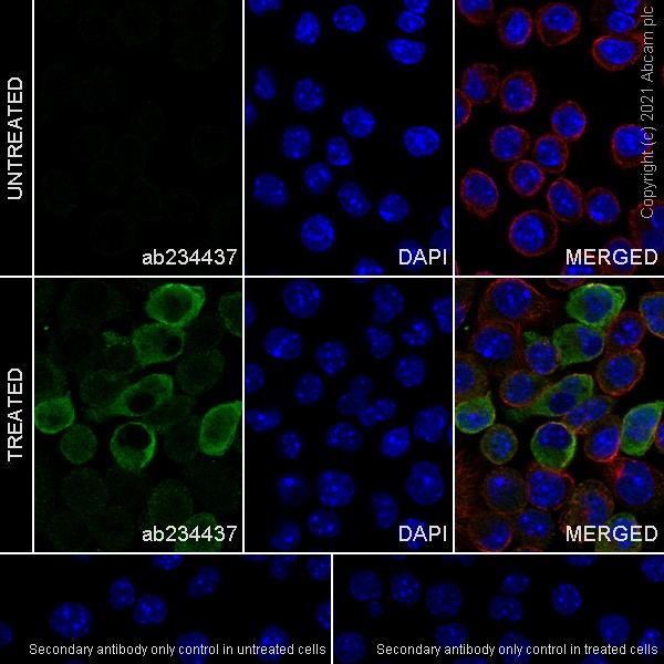 Immunocytochemistry/ Immunofluorescence - Anti-IL-1 beta antibody [EPR16805-15] - BSA and Azide free (AB254195), expandable thumbnail