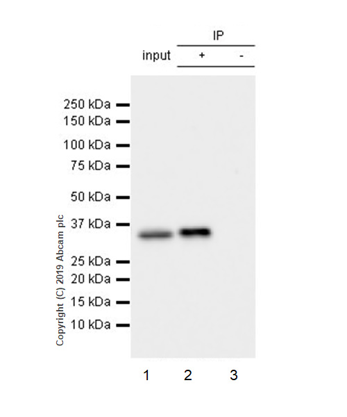 Immunoprecipitation - Anti-IL-1 beta antibody [EPR16805-15] - BSA and Azide free (AB254195), expandable thumbnail