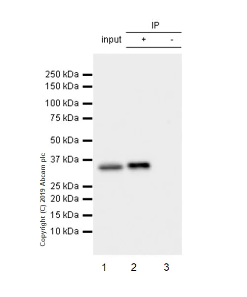 Immunoprecipitation - Anti-IL-1 beta antibody [EPR16805-15] - BSA and Azide free (AB254195)