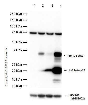 Western blot - Anti-IL-1 beta antibody [EPR16805-15] - BSA and Azide free (AB254195)