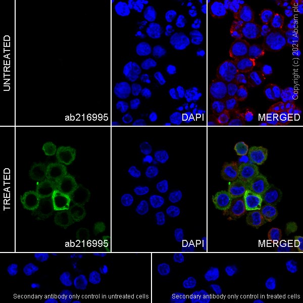 Immunocytochemistry/ Immunofluorescence - Anti-IL-1 beta antibody [EPR21086] - BSA and Azide free (AB229696)