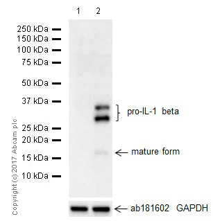 Western blot - Anti-IL-1 beta antibody [EPR21086] - BSA and Azide free (AB229696)