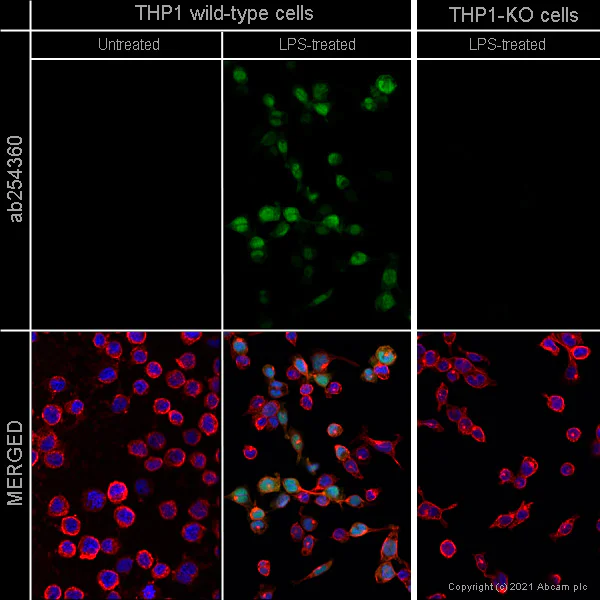 Immunocytochemistry/ Immunofluorescence - Anti-IL-1 beta antibody [EPR23851-127] (AB254360)