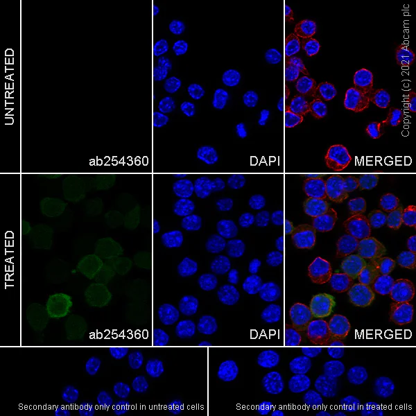 Immunocytochemistry/ Immunofluorescence - Anti-IL-1 beta antibody [EPR23851-127] (AB254360)