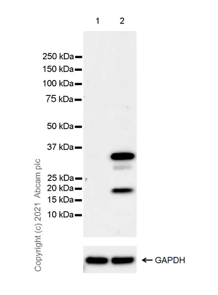 Western blot - Anti-IL-1 beta antibody [EPR23851-127] (AB254360)