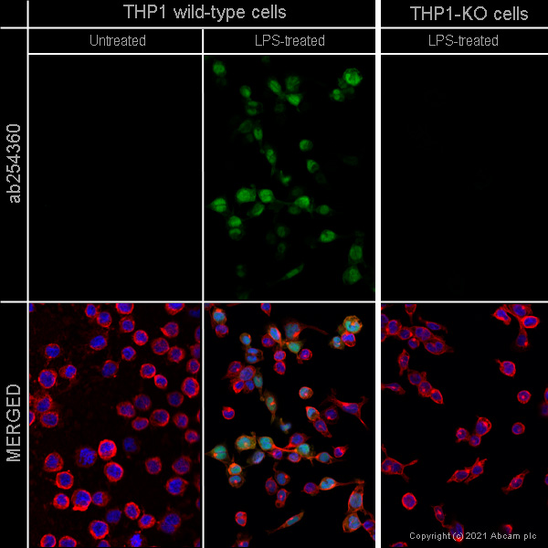 Immunocytochemistry/ Immunofluorescence - Anti-IL-1 beta antibody [EPR23851-127] - BSA and Azide free (AB282021), expandable thumbnail