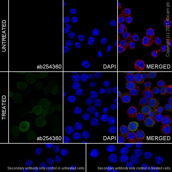 Immunocytochemistry/ Immunofluorescence - Anti-IL-1 beta antibody [EPR23851-127] - BSA and Azide free (AB282021), expandable thumbnail