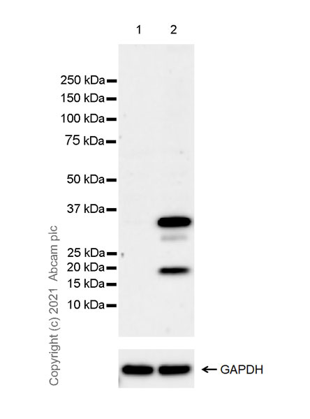 Western blot - Anti-IL-1 beta antibody [EPR23851-127] - BSA and Azide free (AB282021), expandable thumbnail