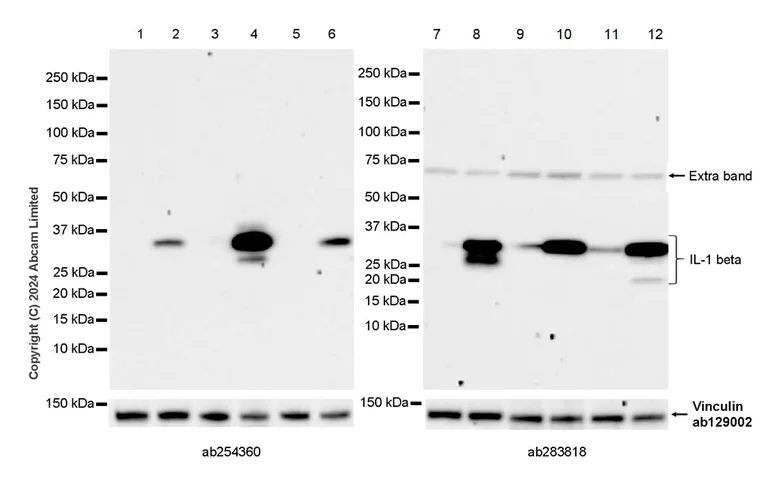 Western blot - Anti-IL-1 beta antibody [EPR23851-127] - BSA and Azide free (AB282021)