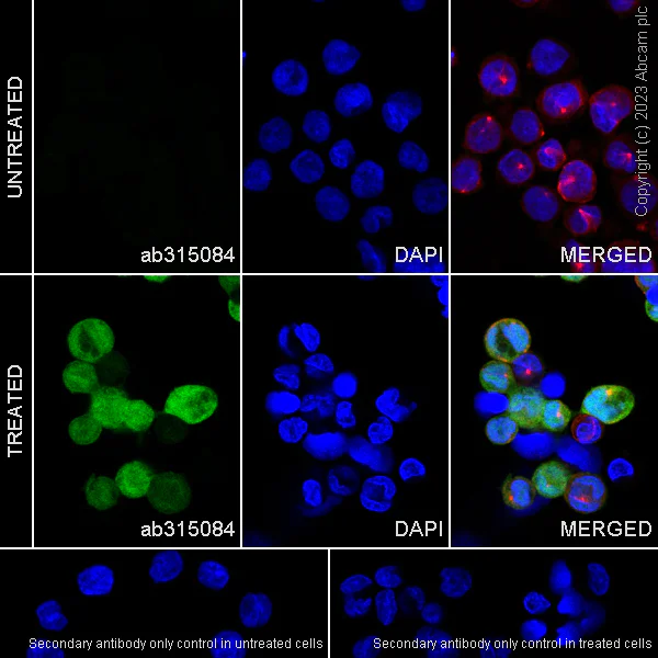 Immunocytochemistry/ Immunofluorescence - Anti-IL-1 beta antibody [EPR24895-116] - BSA and Azide free (AB315085)