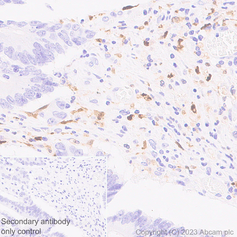 Immunohistochemistry (Formalin/PFA-fixed paraffin-embedded sections) - Anti-IL-1 beta antibody [EPR24895-116] - BSA and Azide free (AB315085)