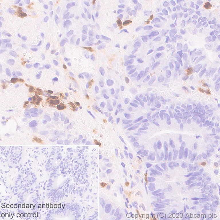 Immunohistochemistry (Formalin/PFA-fixed paraffin-embedded sections) - Anti-IL-1 beta antibody [EPR24895-116] - BSA and Azide free (AB315085)