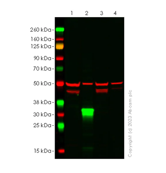 Western blot - Anti-IL-1 beta antibody [EPR24895-116] - BSA and Azide free (AB315085)