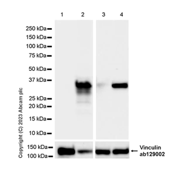 Western blot - Anti-IL-1 beta antibody [EPR24895-116] - BSA and Azide free (AB315085)