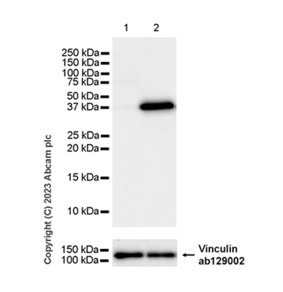 Western blot - Anti-IL-1 beta antibody [EPR24895-116] - BSA and Azide free (AB315085)