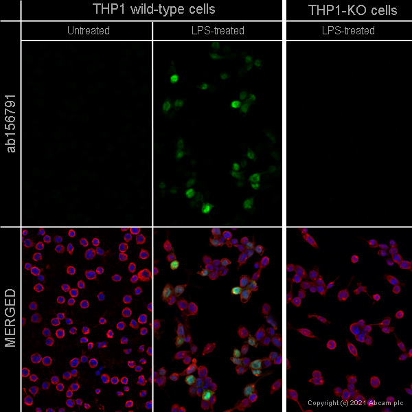 Immunocytochemistry/ Immunofluorescence - Anti-IL-1 beta antibody [OTI3E1] (AB156791), expandable thumbnail