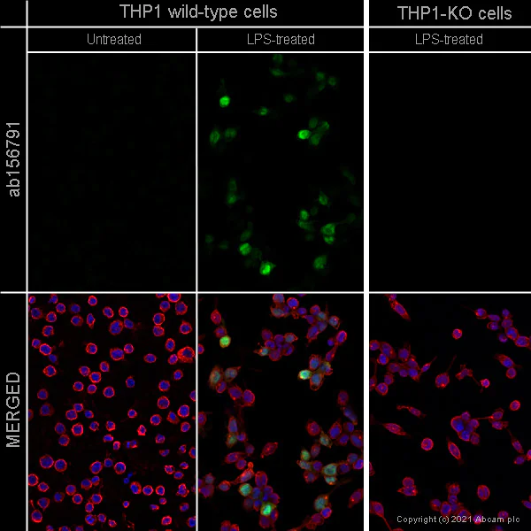 Immunocytochemistry/ Immunofluorescence - Anti-IL-1 beta antibody [OTI3E1] (AB156791)