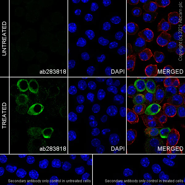 Immunocytochemistry - Anti-IL-1 beta antibody [RM1009] - BSA and Azide free (AB283822)